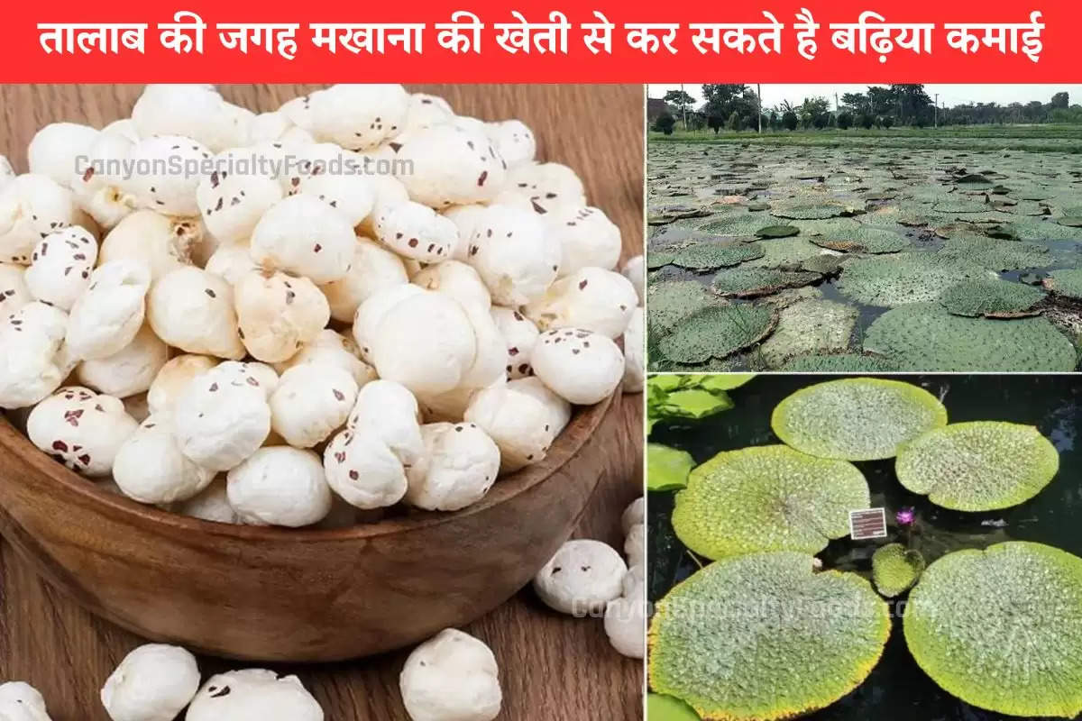 makhana-will-be-cultivated