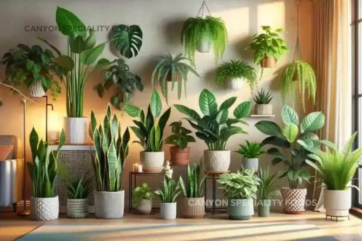 Benefits of indoor plants