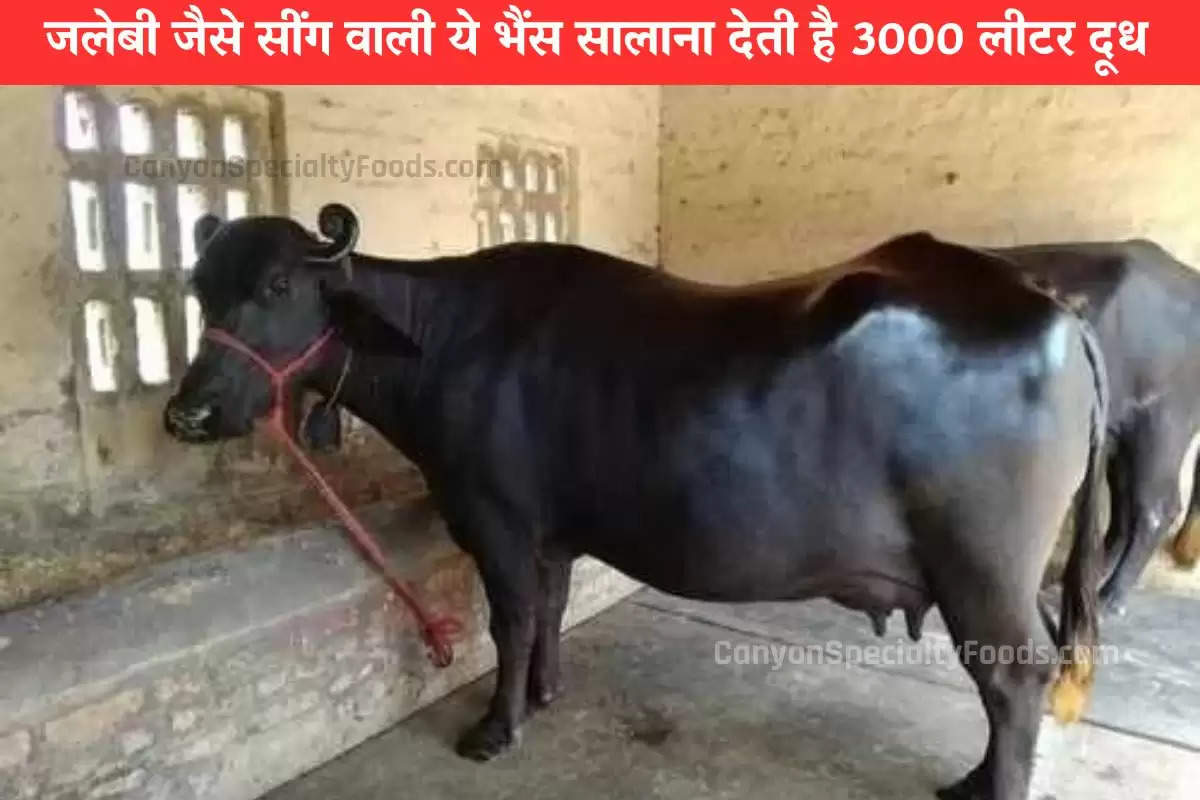 जलेबी जैसे सींग वाली ये भैंस सालाना देती है 3000 लीटर दूध