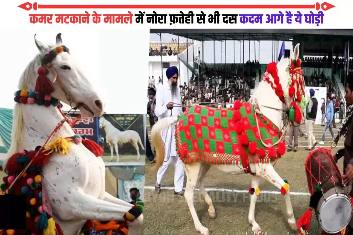 Horse Dance  Video viral