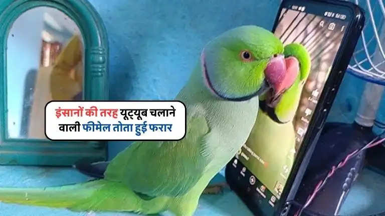 Viral Parrot Missing