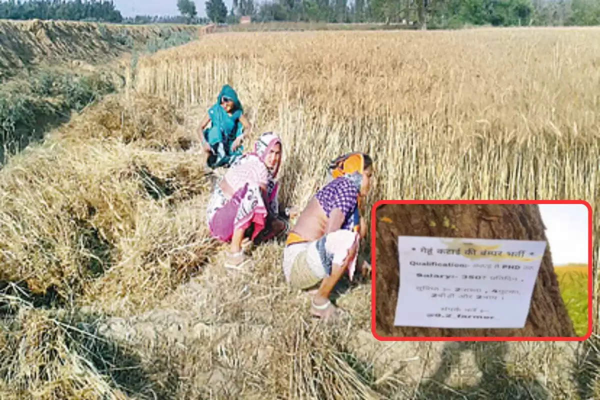 wheat harvesting vacancy