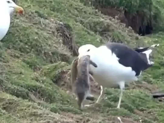 seagull eats whole rabbit 2