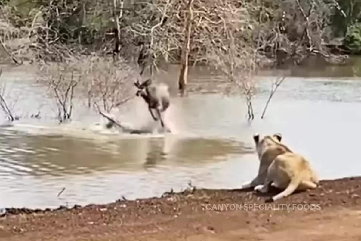 lioness-attacked-on-deer