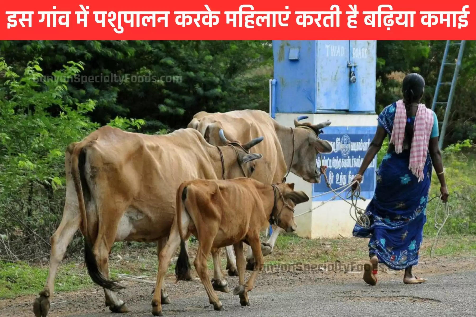 women-of-this-village-do-animal-husbandry