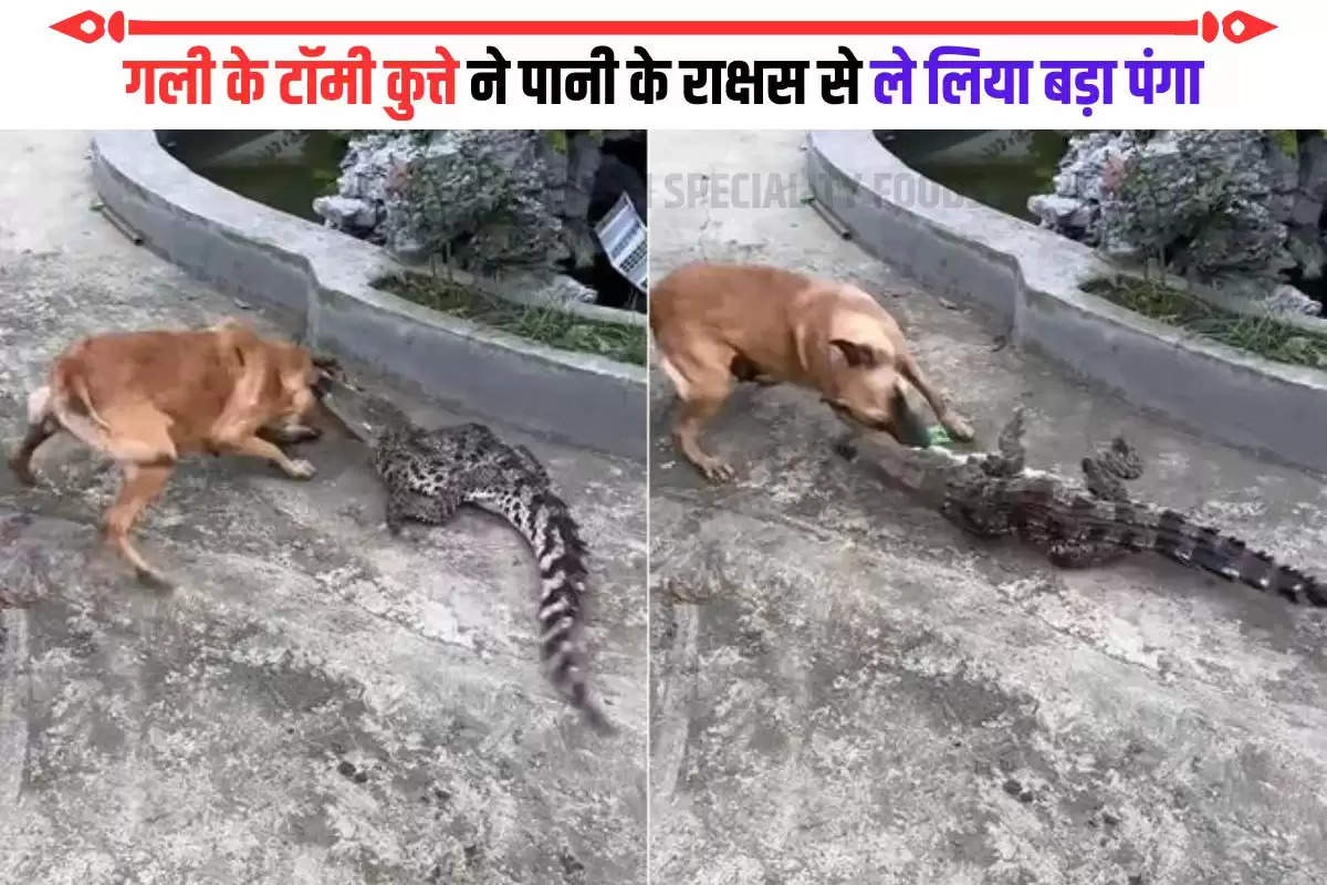 Dog fight with crocodile