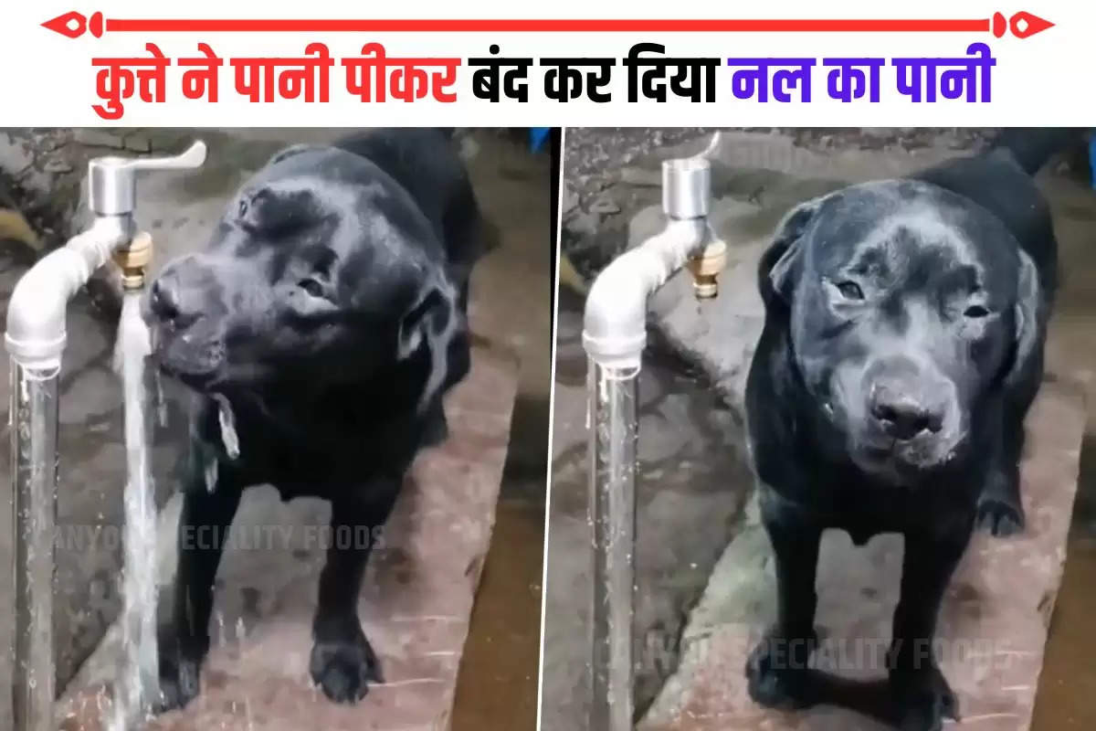 Dog turns off tap after drinking water