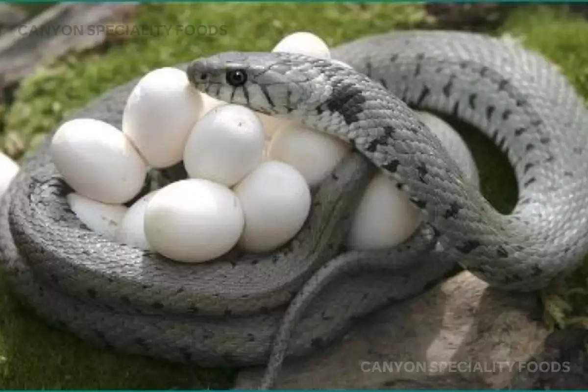 how-many-eggs-lay-at-one-time-king-cobra