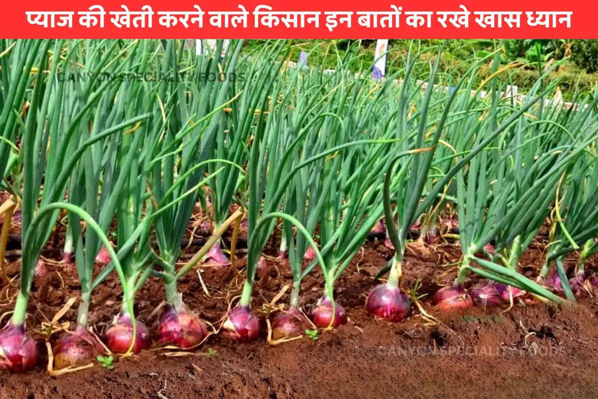 onion farming tips