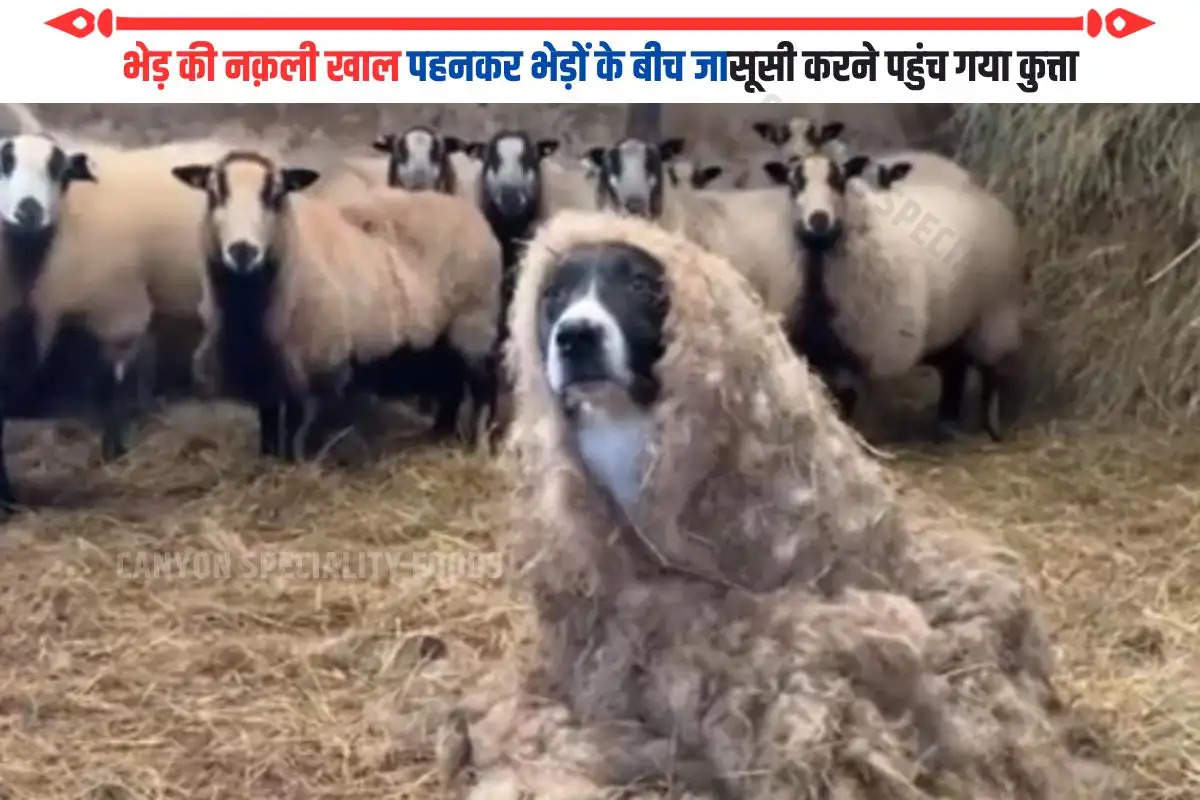 भेड़ की नक़ली खाल पहनकर भेड़ों के बीच जासूसी करने पहुंच गया कुत्ता