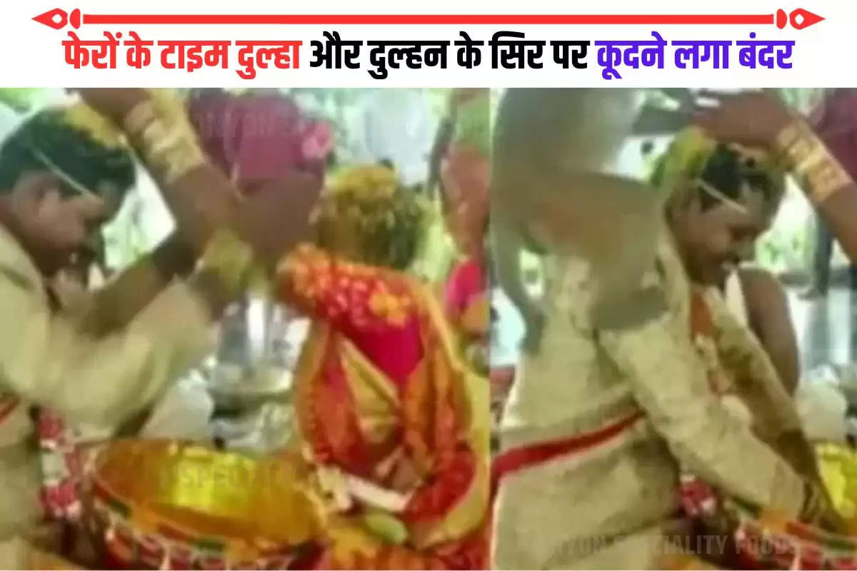 monkey groom and bride Funny Video