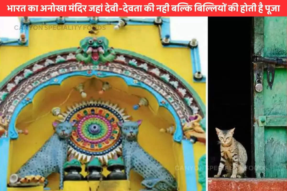 worship of cats in karnataka