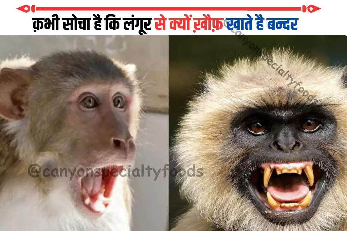 क़भी सोचा है कि लंगूर से क्यों ख़ौफ़ खाते है बन्दर