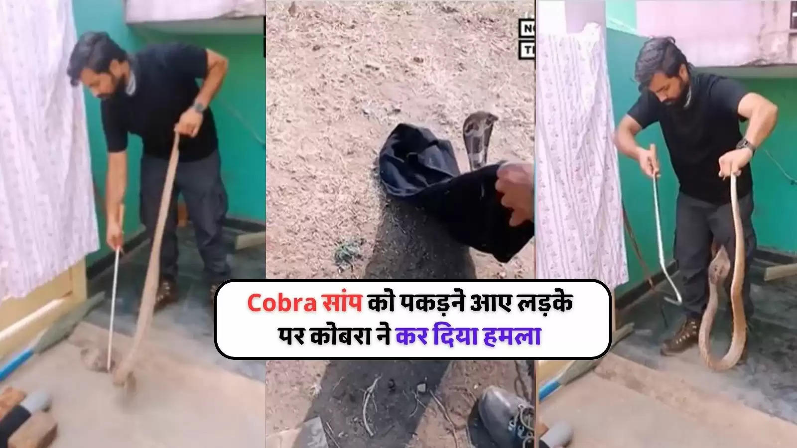 Cobra attack on rescuer (1)