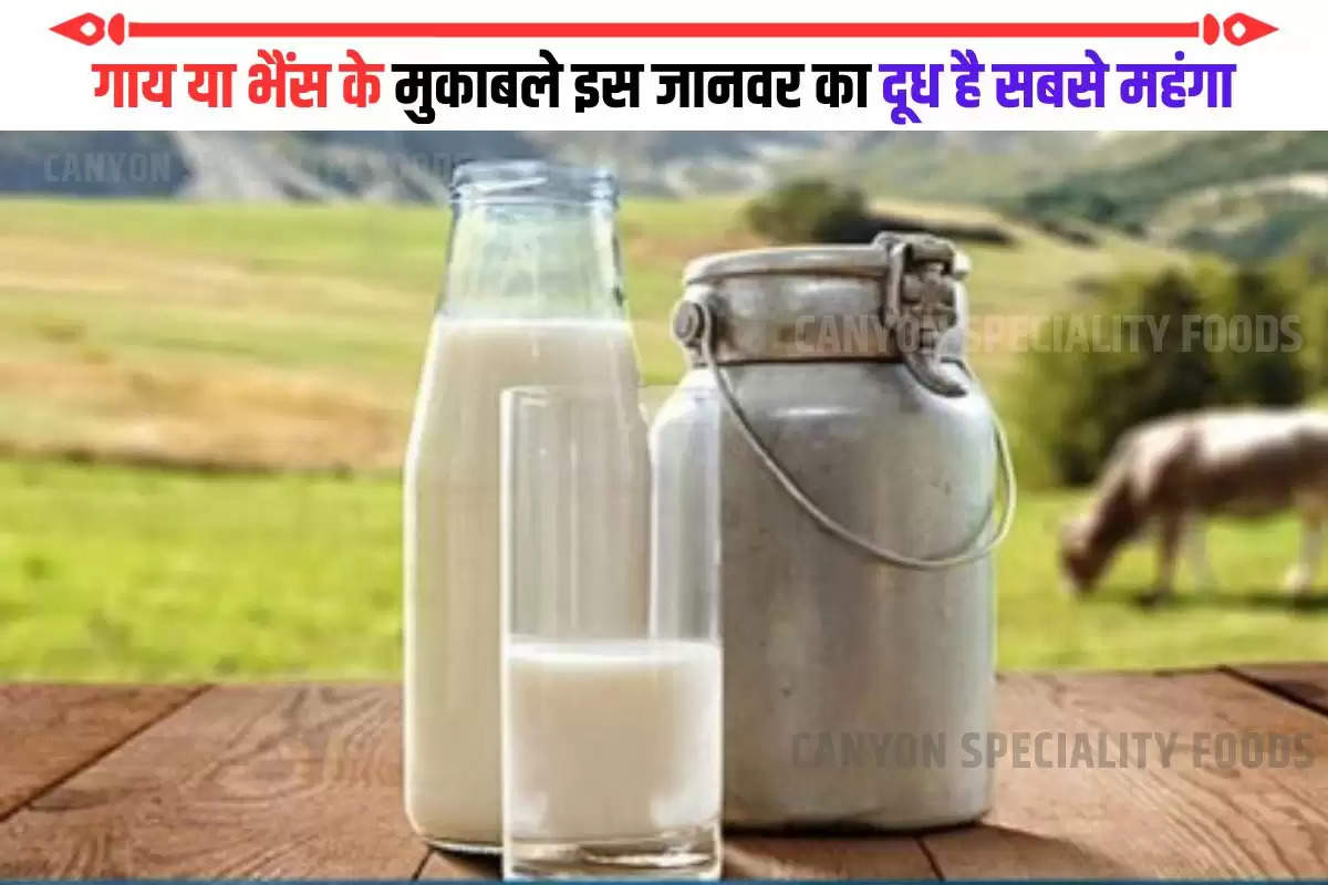 Most expensive milk brand