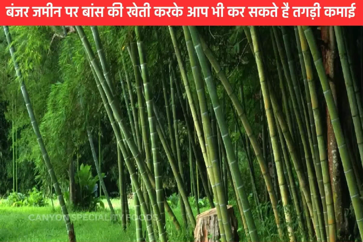 How to start bamboo farming