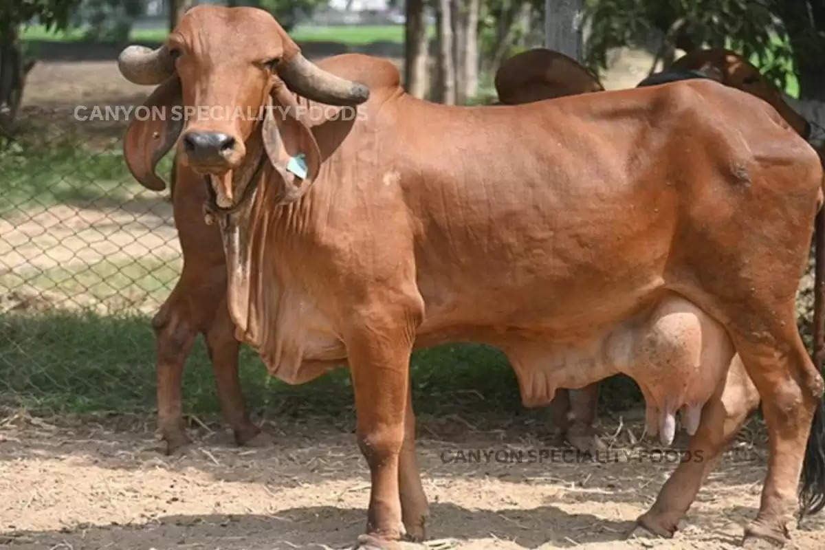 cow-farming-this-breed