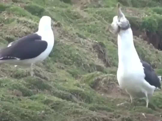 seagull eats whole rabbit