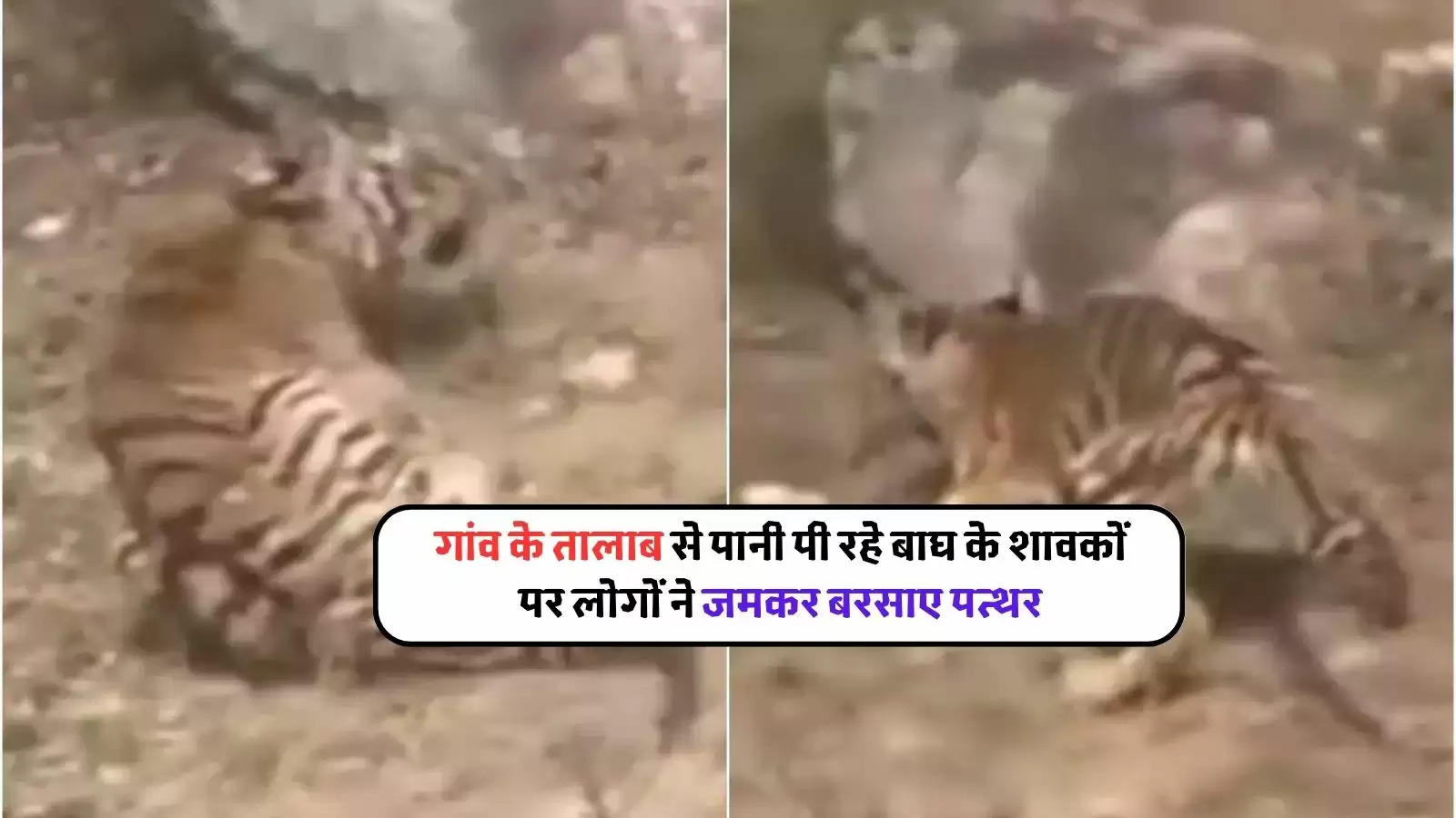 tiger cubs were injured by beating