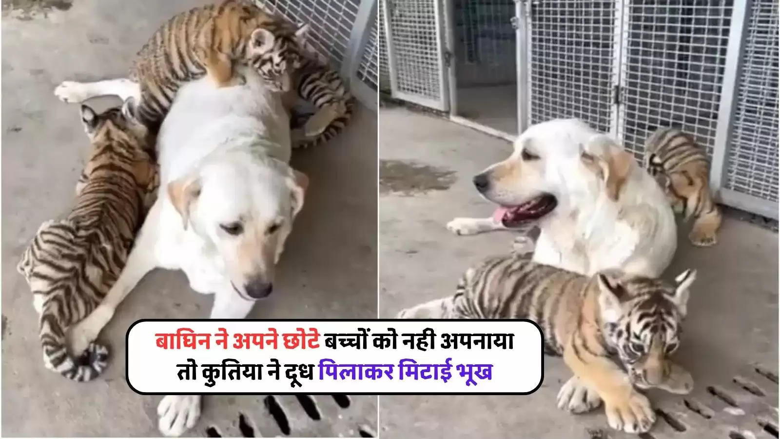 abandoned tiger cubs raising by dogs