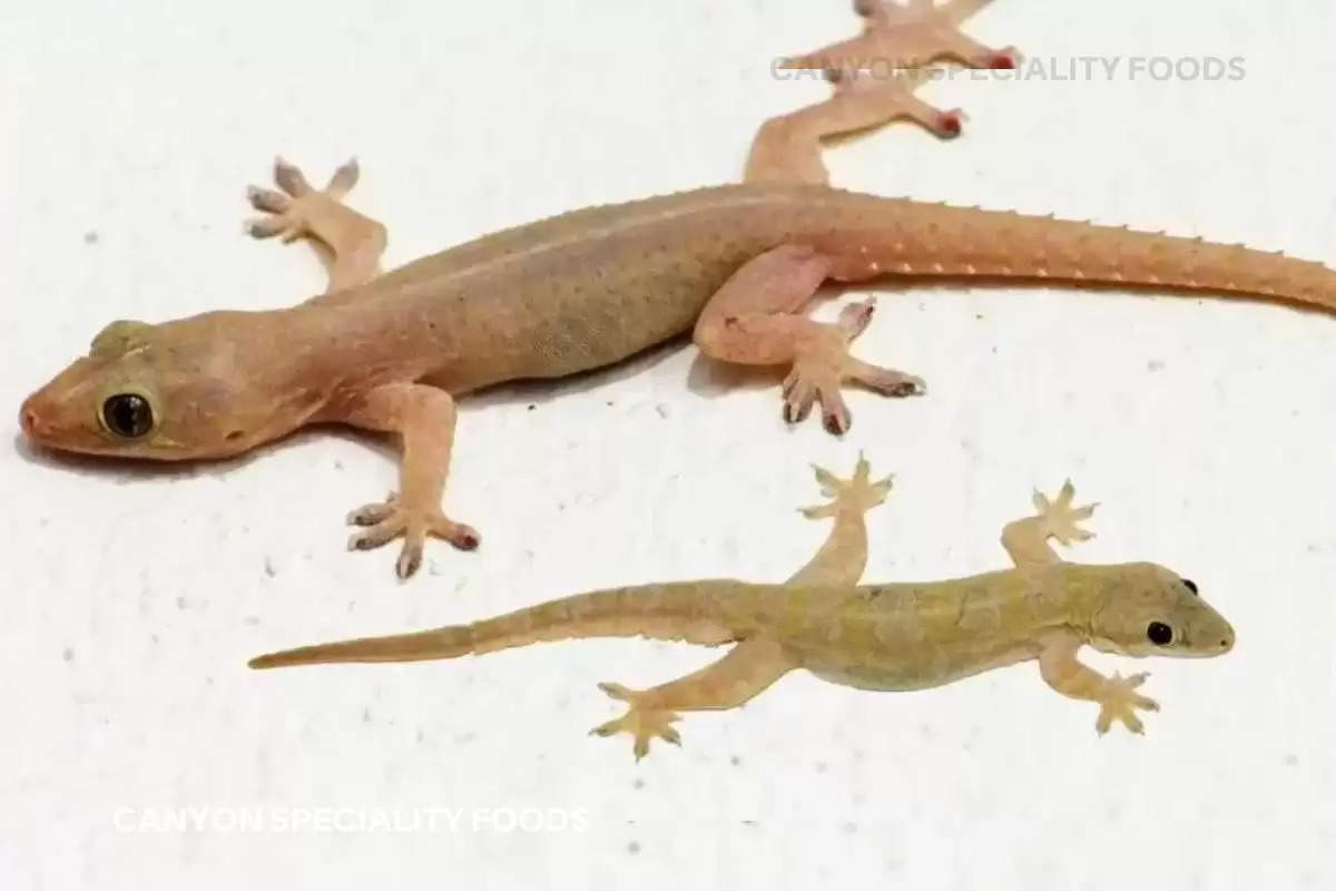 how lizard climb ceiling