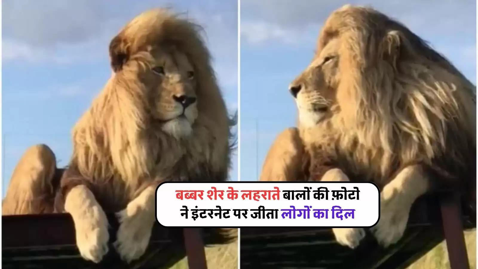 beautiful lion viral video