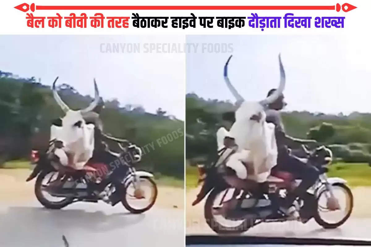 trending video bull on bike