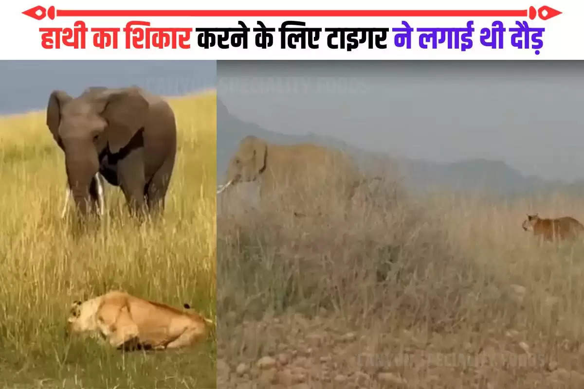 elephant and tiger viral video