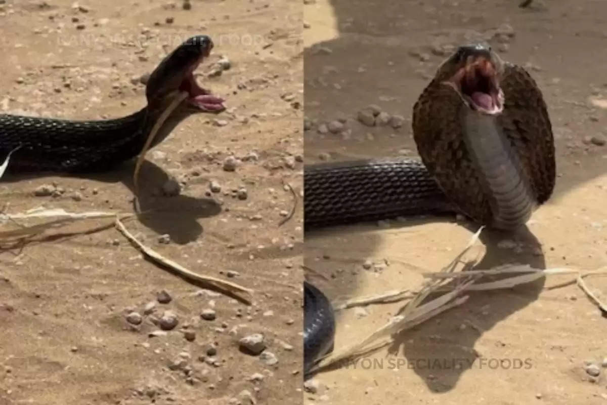 cobra snake viral video