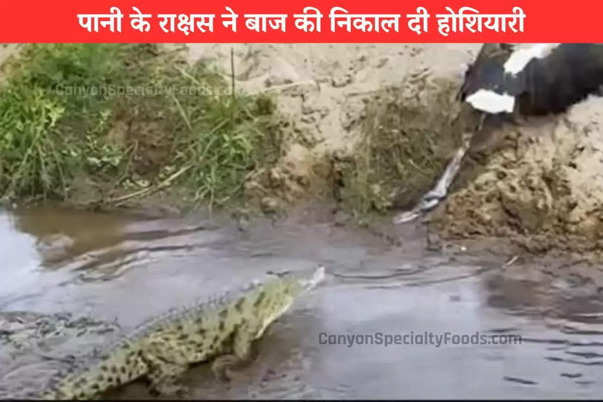 crocodile-shocking-fight