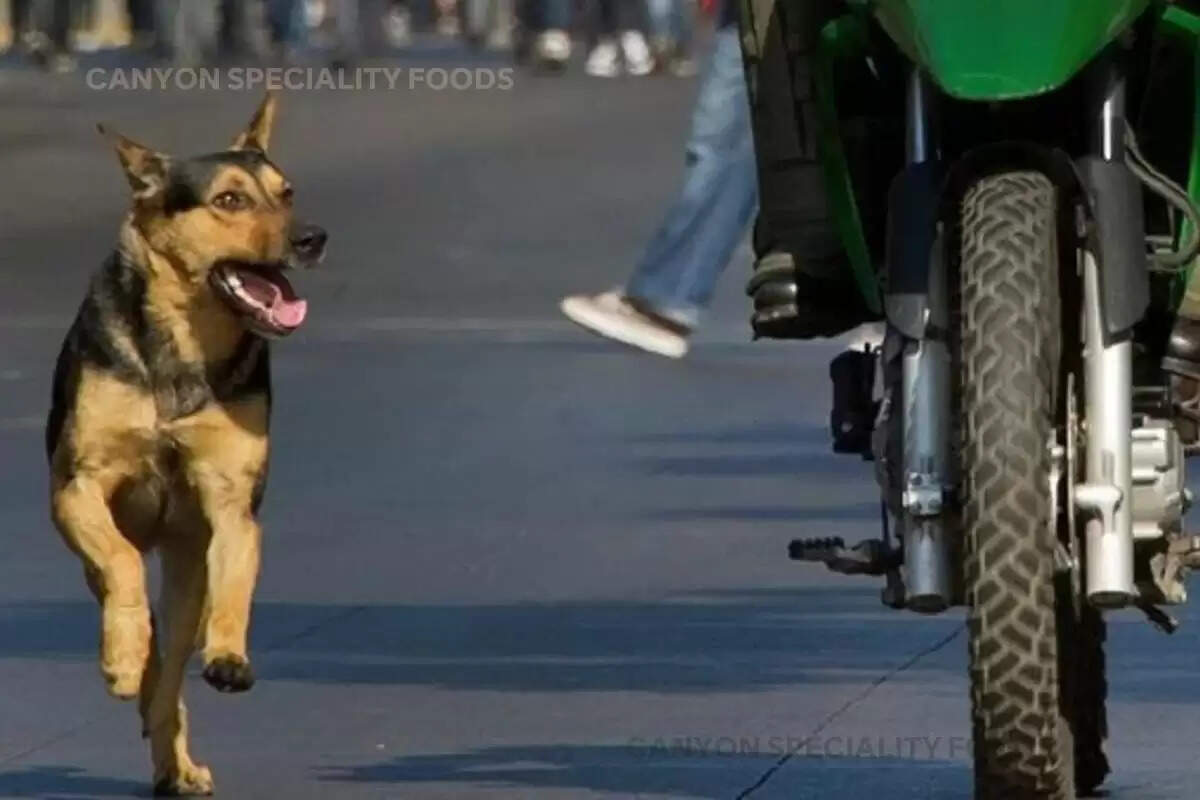 why-do-dogs-start-running-behind-cars-and-bikes