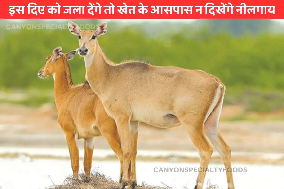 light-a-lamp-in-the-field-to-drive-away-the-nilgai