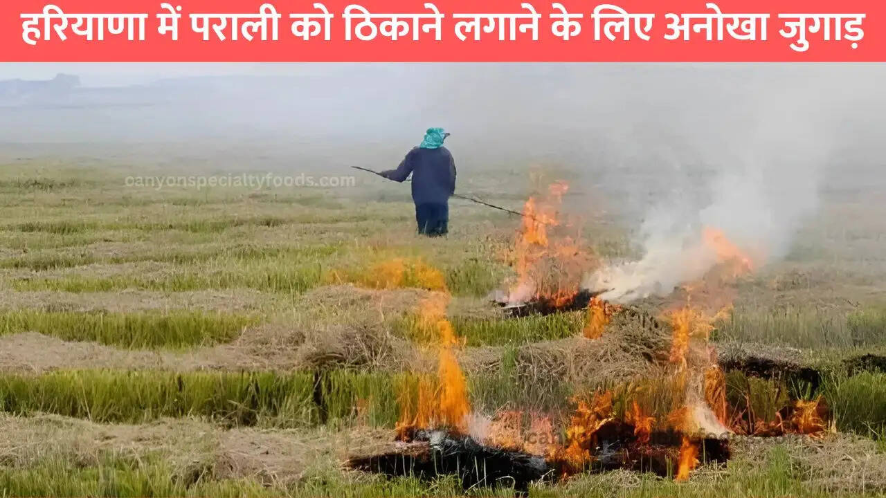 हरियाणा में पराली को ठिकाने लगाने के लिए अनोखा जुगाड़
