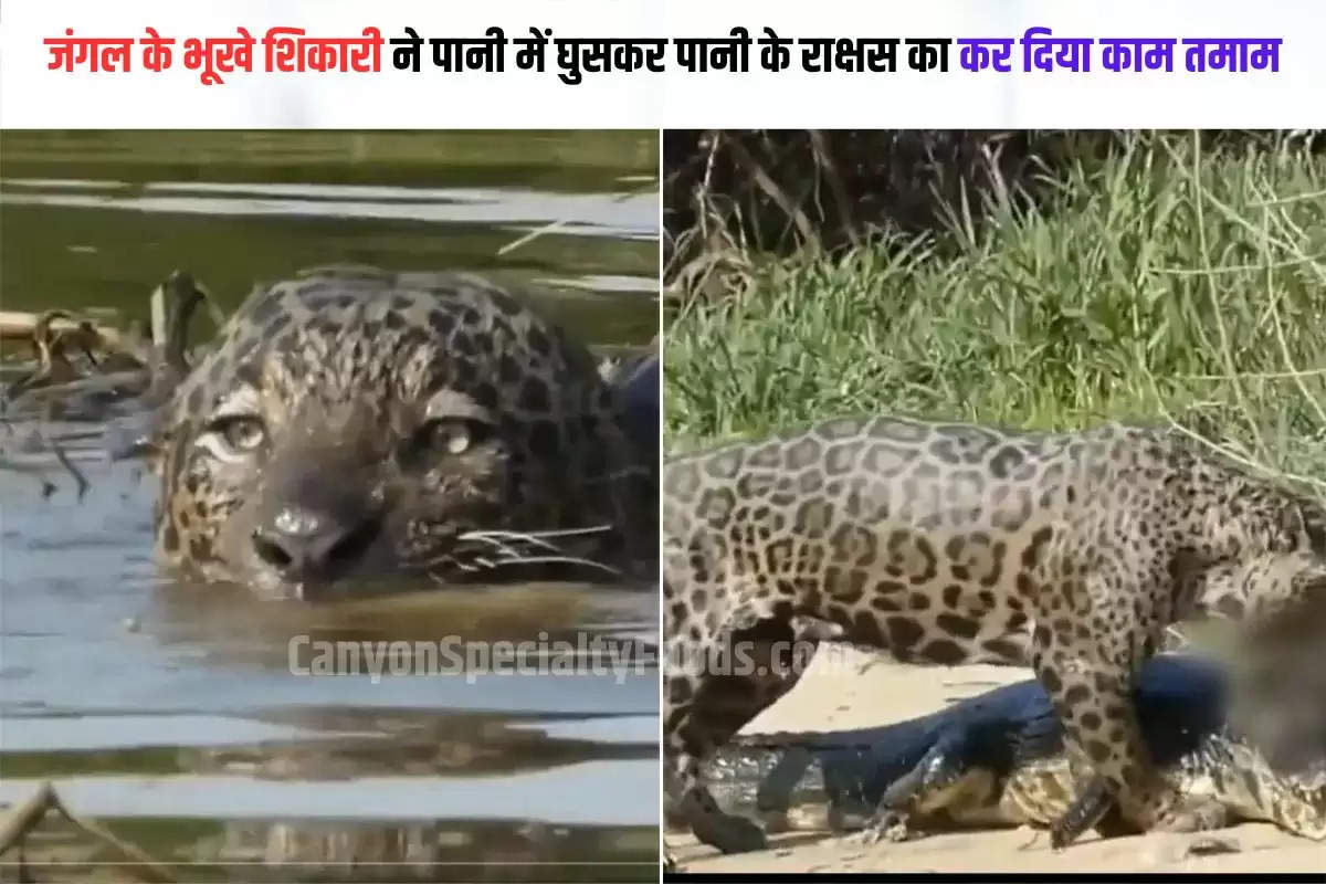 crocodile jaguar video