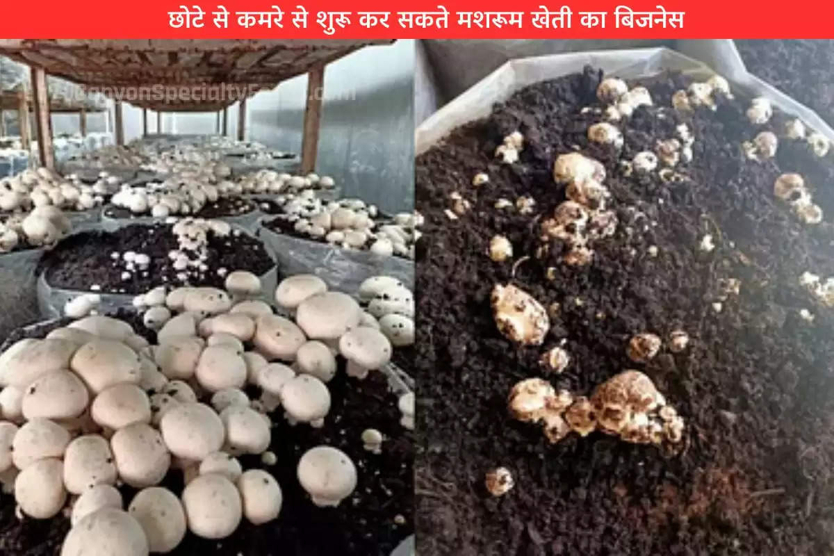 start-mushroom-farming-business