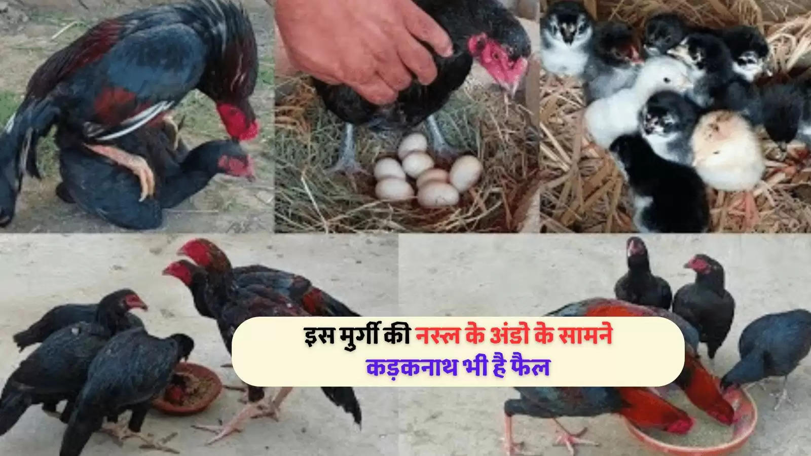 hen-variety-kadaknath-egg