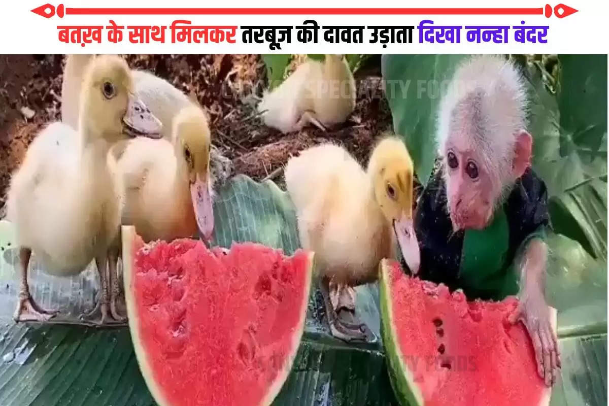 Ducklings and baby monkey eat video