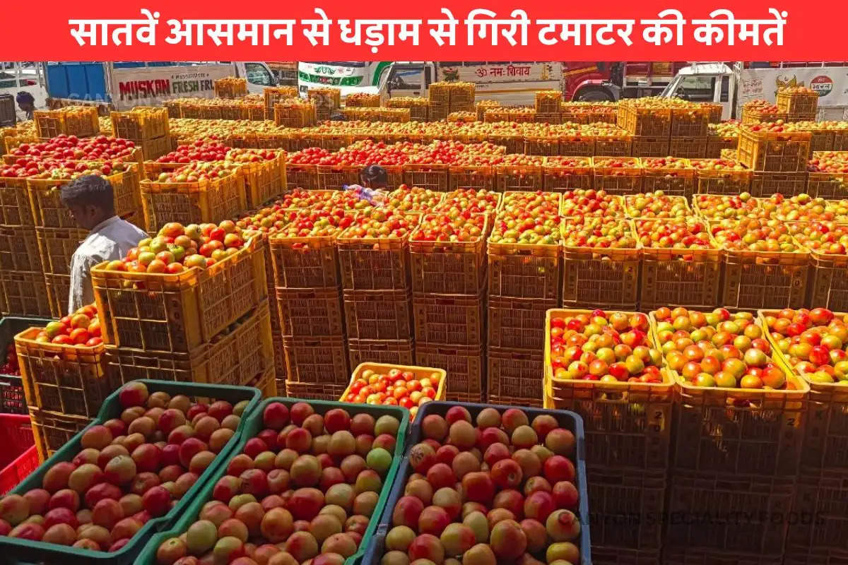 tomato-prices-fall-4-times-in-delhi