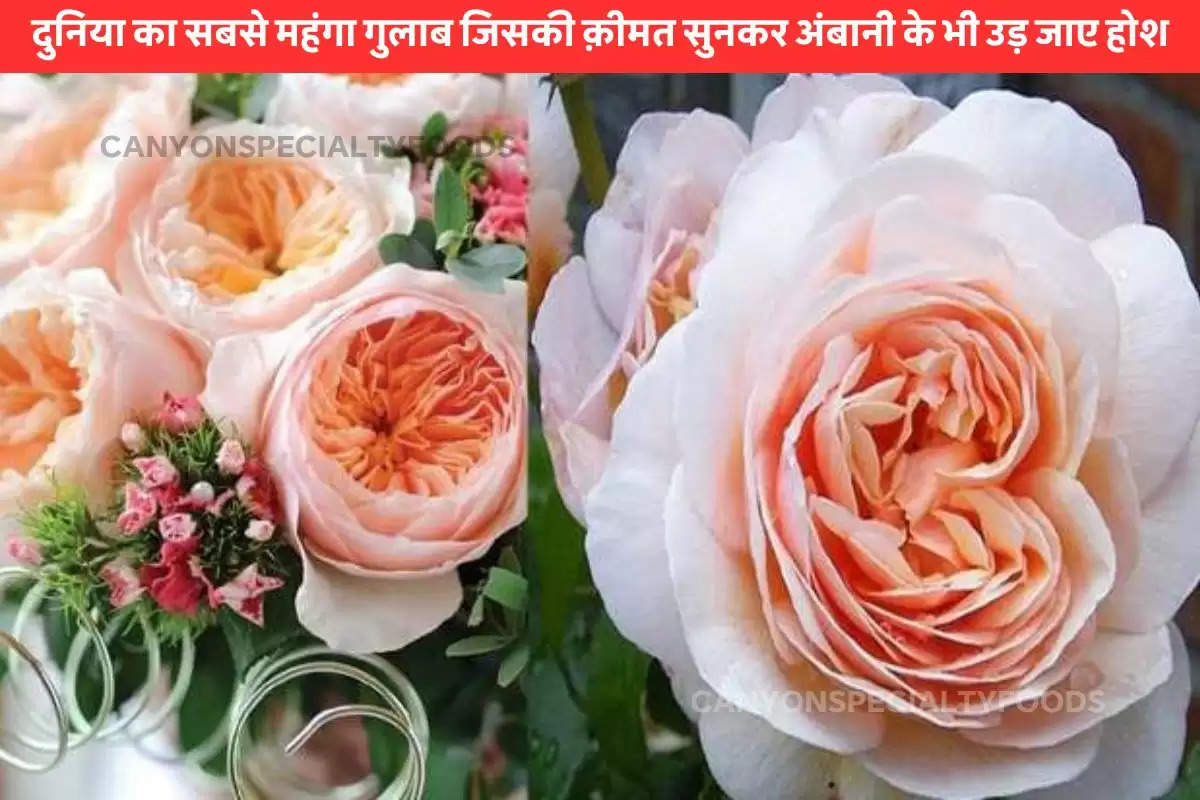 World's Most Expensive Rose
