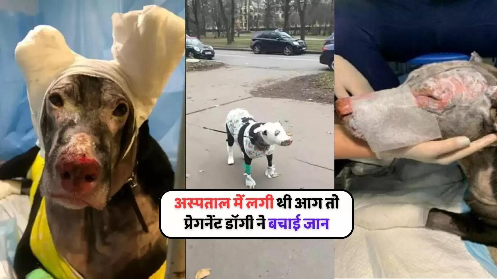 pregnant-dog-saved-people-from-fire