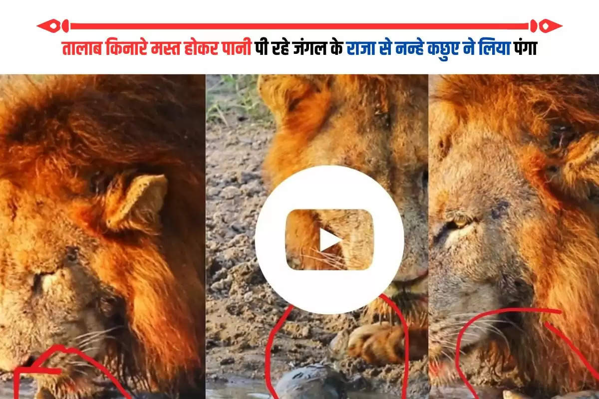 viral adda news in hindi, trending viral video, today viral video, sher ka video, zee viral video,