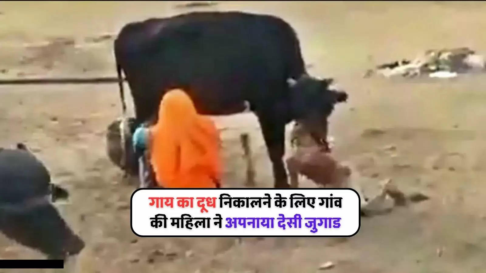 desi jugaad cow milking 