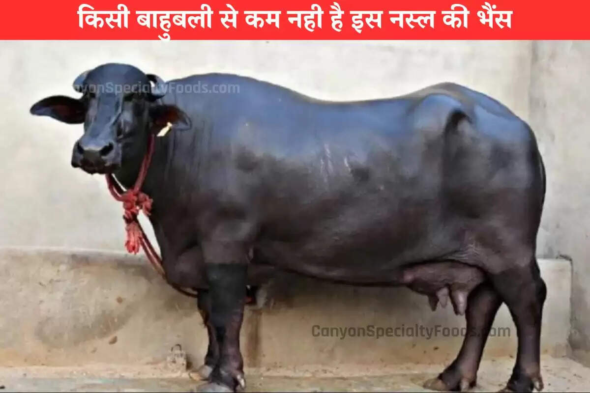 किसी बाहुबली से कम नही है इस नस्ल की भैंस