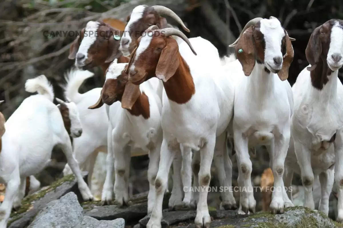 business-idea-start-goat-farming-with-government-
