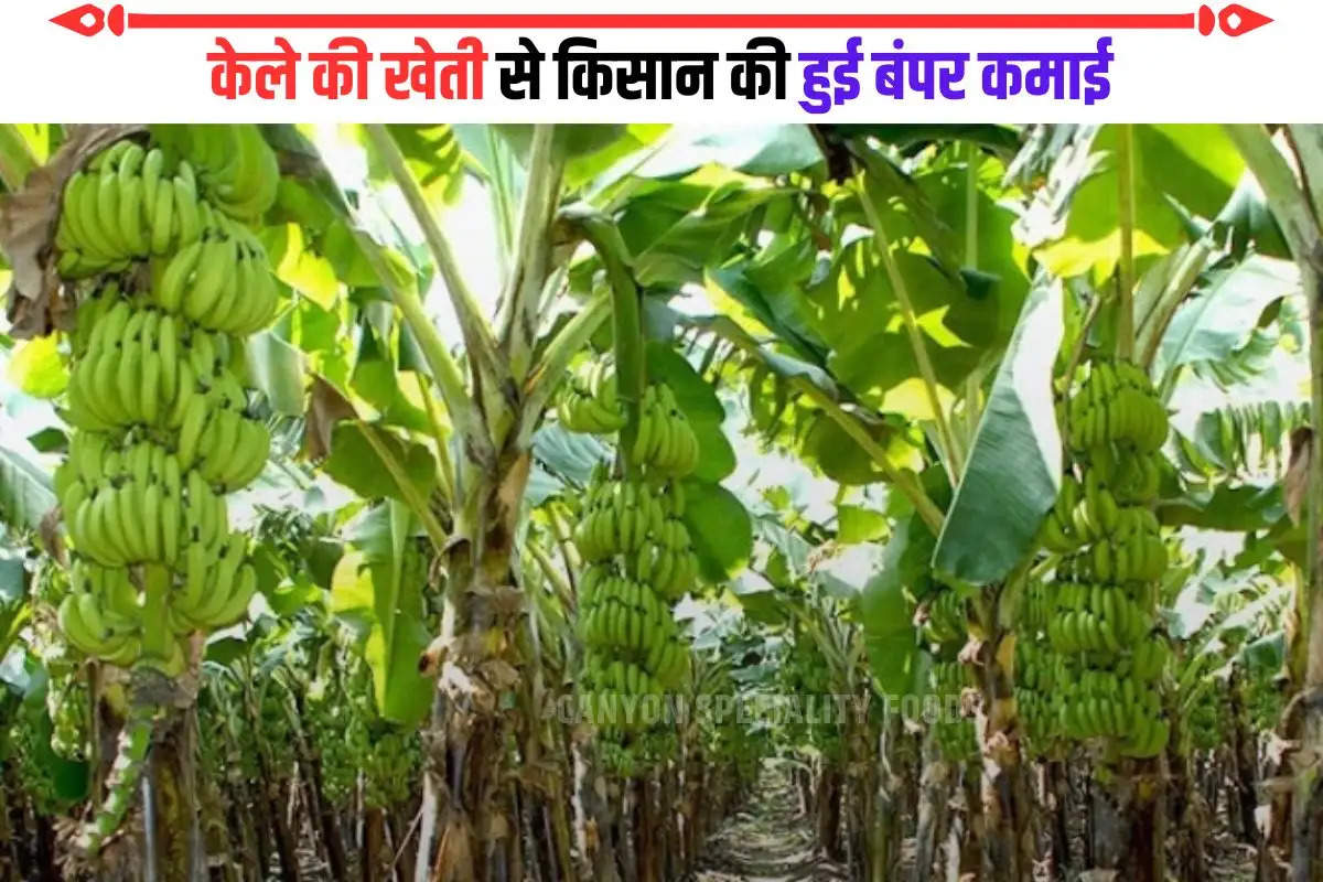 success story of banana farmer