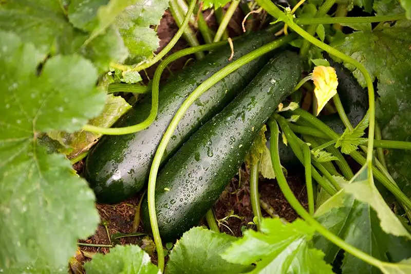 Damp-Zucchini-Ready-for-Harvest