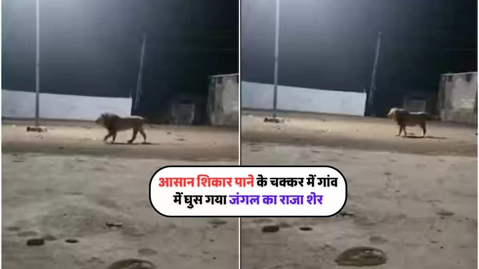 lion shocking video