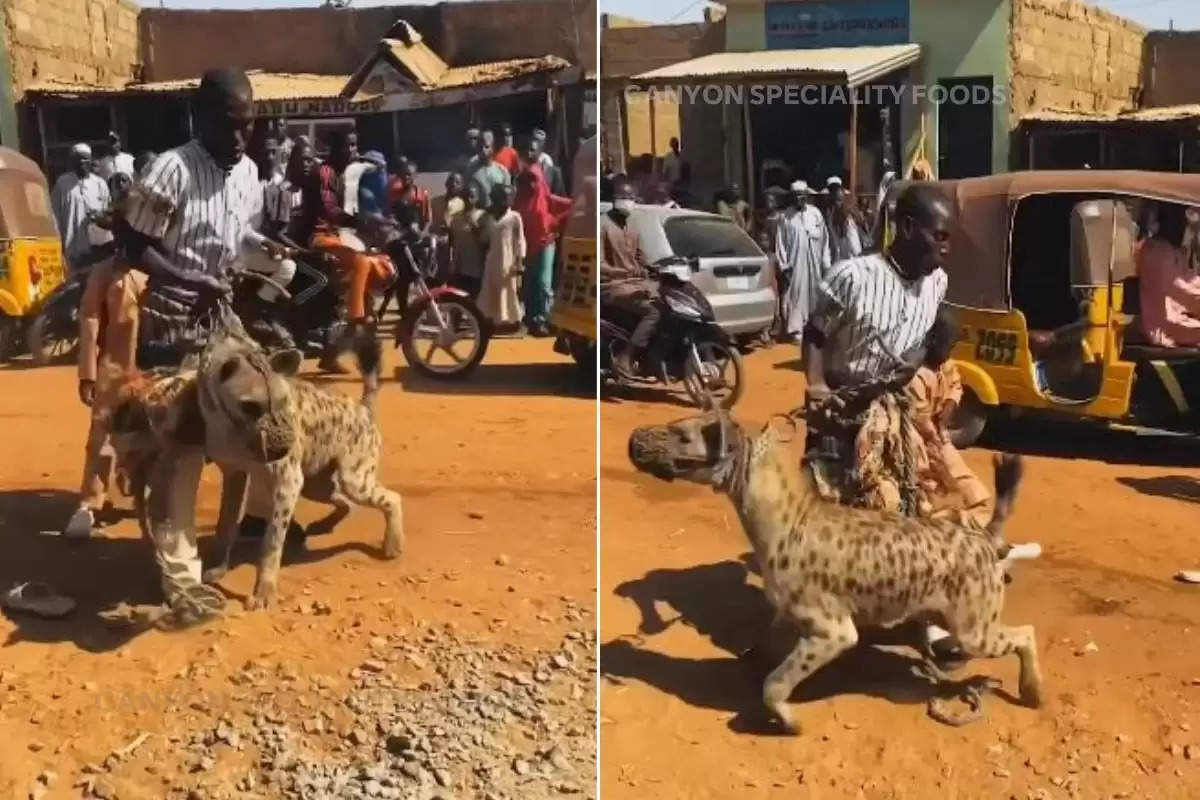 hyena hold with leash video