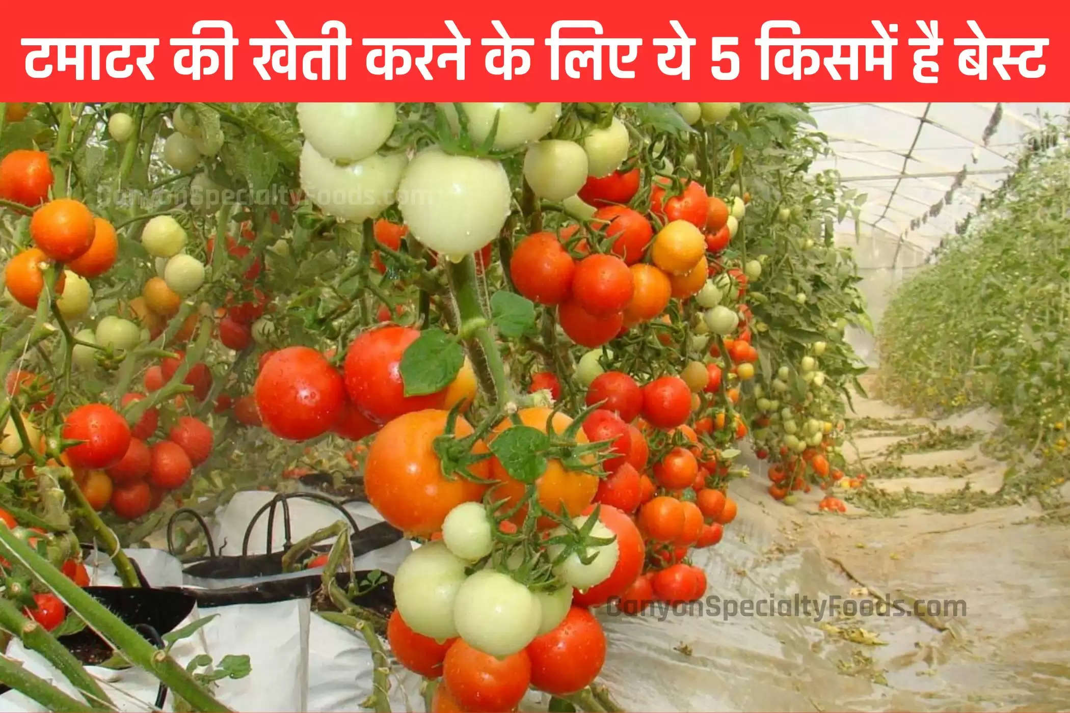 Tomato Farming: 