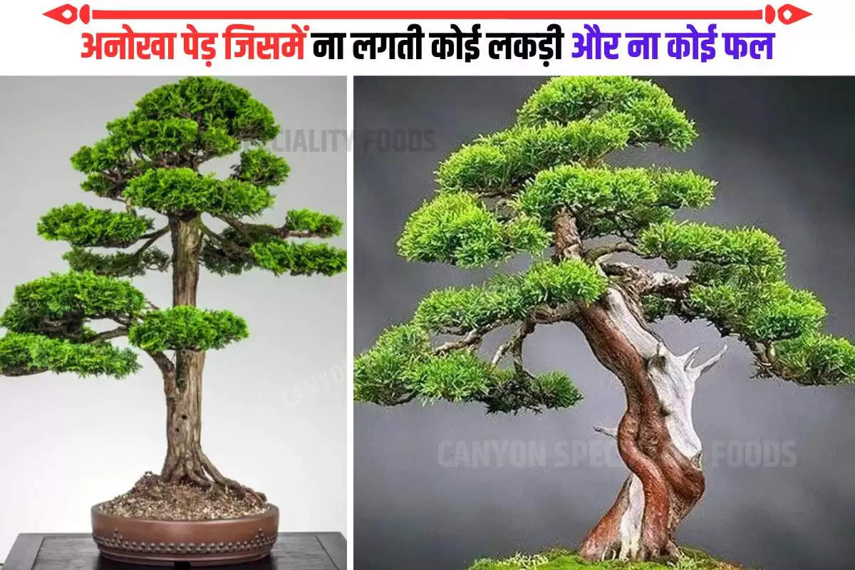 most expensive bonsai tree 